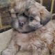 Shih Tzu Puppies for sale in Midland, North Carolina. price: $80,000