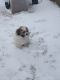 Shih Tzu Puppies for sale in Duluth, Minnesota. price: $50,000