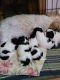 Shih Tzu Puppies for sale in Viroqua, Wisconsin. price: $500