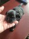 Shih Tzu Puppies for sale in Chicago, IL, USA. price: $800