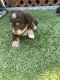 Shih Tzu Puppies for sale in Fairfield, California. price: $450