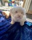 Shih Tzu Puppies for sale in East Los Angeles, California. price: $1,500