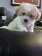 Shih Tzu Puppies for sale in East Los Angeles, California. price: $380