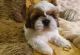 Shih Tzu Puppies for sale in NJ-38, Cherry Hill, NJ 08002, USA. price: $300