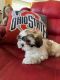 Shih Tzu Puppies for sale in North Ridgeville, OH, USA. price: $750