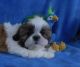 Shih Tzu Puppies for sale in Fayetteville, North Carolina. price: $1,050