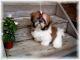 Shih Tzu Puppies for sale in Imphal, Manipur, India. price: 2 INR