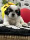 Shih Tzu Puppies for sale in Asansol, West Bengal. price: NA
