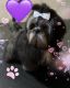 Shih Tzu Puppies for sale in Troy, Michigan. price: $850