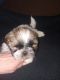 Shih Tzu Puppies for sale in Swanton, OH 43558, USA. price: $600