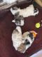 Shih Tzu Puppies for sale in Hialeah Gardens, Florida. price: $1,200