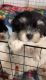 Shih Tzu Puppies for sale in Hialeah Gardens, Florida. price: $600