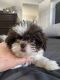 Shih Tzu Puppies for sale in Concord, North Carolina. price: $700