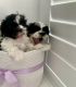 Shih Tzu Puppies for sale in Logan City, Queensland. price: $1,500
