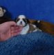 Shih Tzu Puppies for sale in Fayetteville, North Carolina. price: $1,850