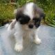 Shih Tzu Puppies for sale in Plymouth, Plymouth, UK. price: 330 GBP