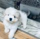 Shih Tzu Puppies for sale in Long Island City, New York. price: NA