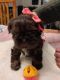 Shih Tzu Puppies for sale in Puyallup, Washington. price: $1,200