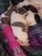 Shih Tzu Puppies for sale in Los Angeles, California. price: NA
