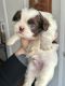 Shih Tzu Puppies for sale in Lewisville, Texas. price: $1,300