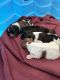 Shih Tzu Puppies for sale in San Antonio, Texas. price: $900