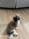 Shih Tzu Puppies for sale in Central Islip, New York. price: $1,200