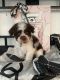 Shih Tzu Puppies for sale in Corona, CA, USA. price: $700