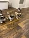 Shih Tzu Puppies for sale in North Charleston, South Carolina. price: $450