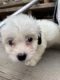 Shih Tzu Puppies for sale in Houston, Texas. price: $500