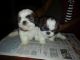 Shih Tzu Puppies for sale in Madurai, Tamil Nadu 625001, India. price: 25000 INR