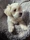 Shih Tzu Puppies for sale in Elizabeth, South Australia. price: $1,500