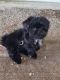 Shih Tzu Puppies for sale in Leesburg, Florida. price: $800