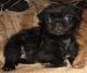 Shih Tzu Puppies for sale in Wapato, WA 98951, USA. price: NA