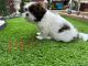 Shih Tzu Puppies for sale in Ft. Worth, Texas. price: $600