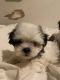 Shih Tzu Puppies for sale in Nevada City, California. price: $450