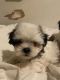 Shih Tzu Puppies for sale in Las Vegas, Nevada. price: $450