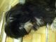 Shih Tzu Puppies for sale in Roseville, MI 48066, USA. price: NA