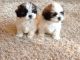 Shih Tzu Puppies for sale in Sandviken, Sweden. price: NA
