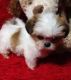 Shih Tzu Puppies for sale in Richardson, TX, USA. price: NA