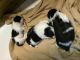Shih Tzu Puppies for sale in Brookfield Center, OH 44403, USA. price: NA