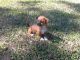 Shih Tzu Puppies for sale in West Palm Beach, FL, USA. price: $300