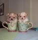 Shih Tzu Puppies for sale in Visalia, CA, USA. price: NA