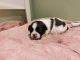 Shih Tzu Puppies for sale in York, PA, USA. price: NA
