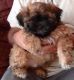 Shih Tzu Puppies for sale in Kissimmee, FL, USA. price: $600