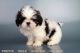 Shih Tzu Puppies for sale in Oceanside, CA, USA. price: NA