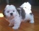 Shih Tzu Puppies for sale in North Scituate, Scituate, RI 02857, USA. price: $1,000