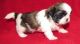 Shih Tzu Puppies for sale in St. Johnsbury, St Johnsbury, VT 05819, USA. price: $400