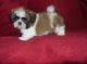 Shih Tzu Puppies for sale in Mesa, AZ, USA. price: $650