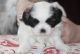 Shih Tzu Puppies for sale in Burbank, WA 99323, USA. price: NA