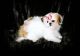Shih Tzu Puppies for sale in Missoula, MT, USA. price: $500